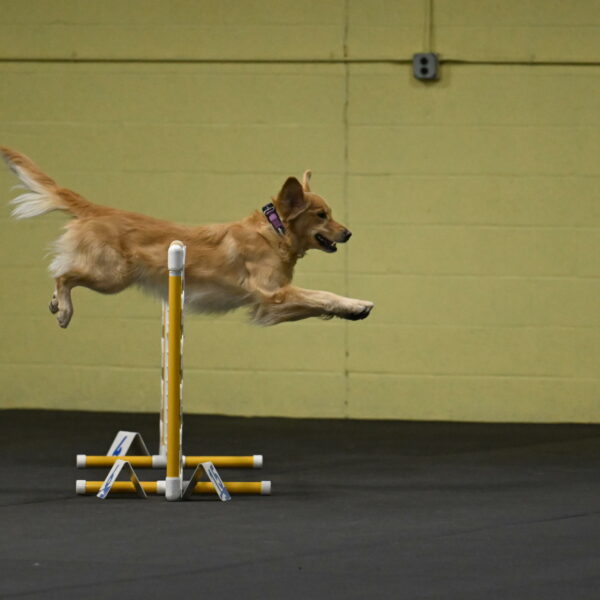 Holli-Likevich-03251