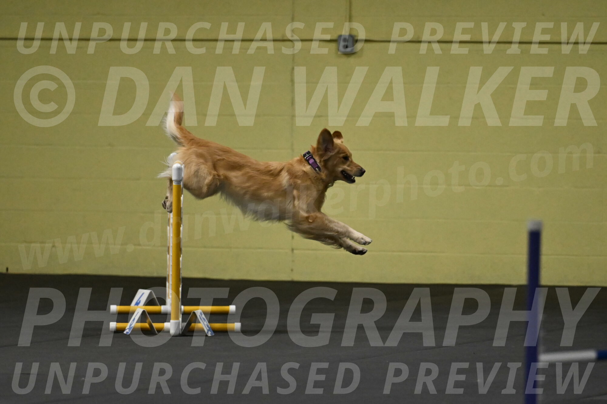 Holli-Likevich-03252