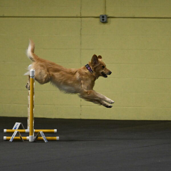 Holli-Likevich-03252