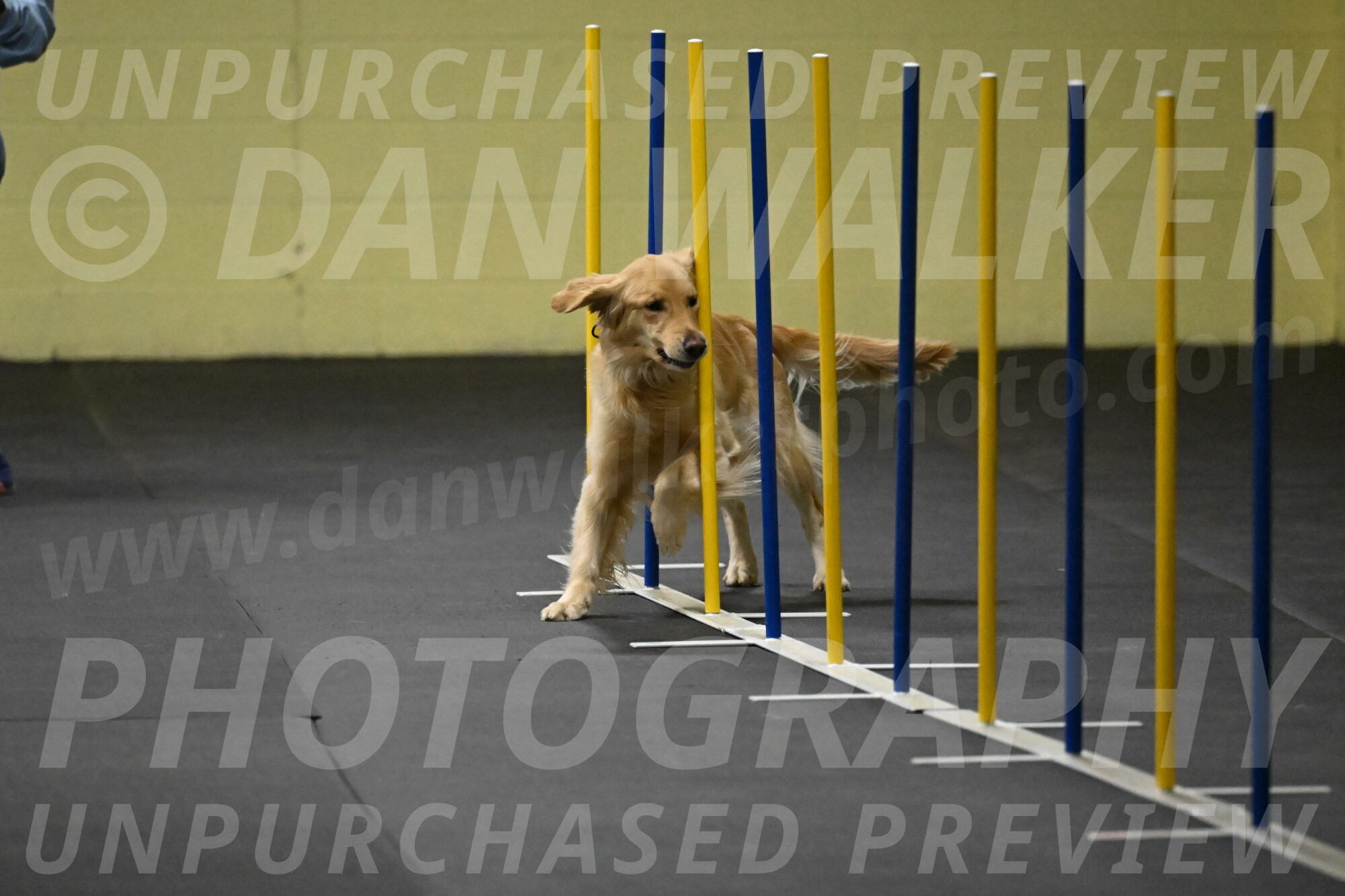 Holli-Likevich-03260