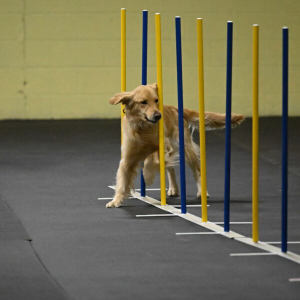 Holli-Likevich-03260