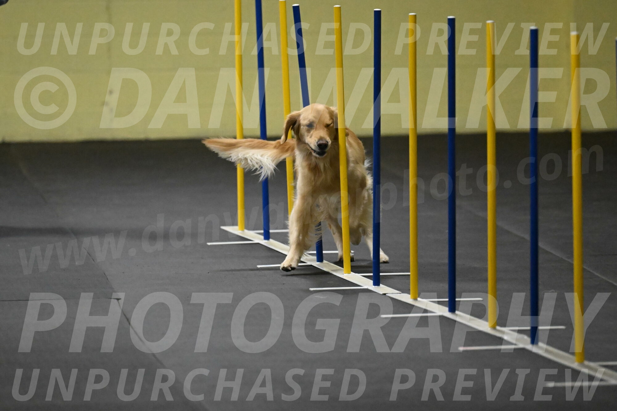 Holli-Likevich-03267