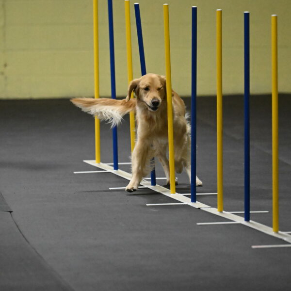 Holli-Likevich-03267