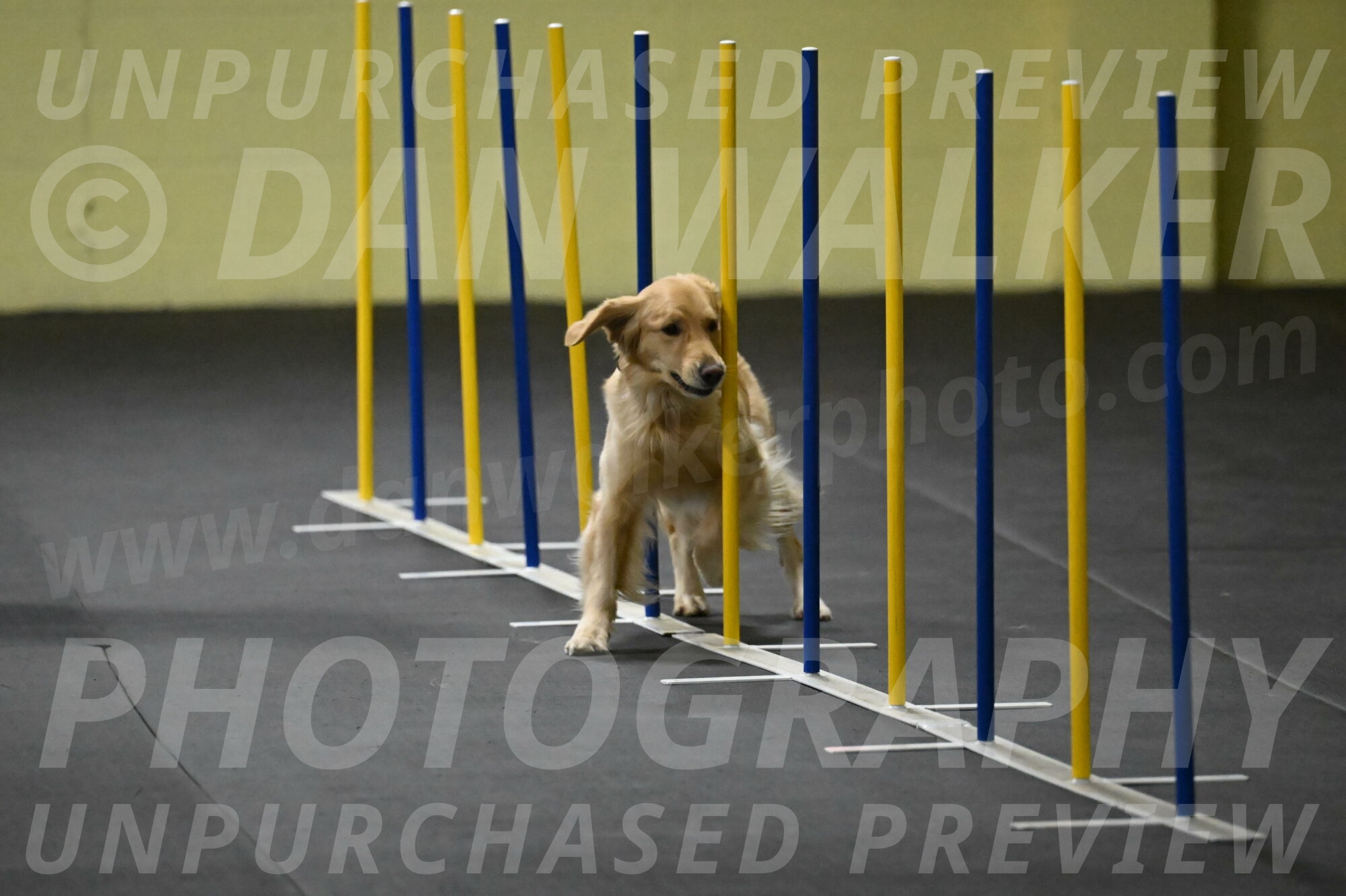 Holli-Likevich-03275