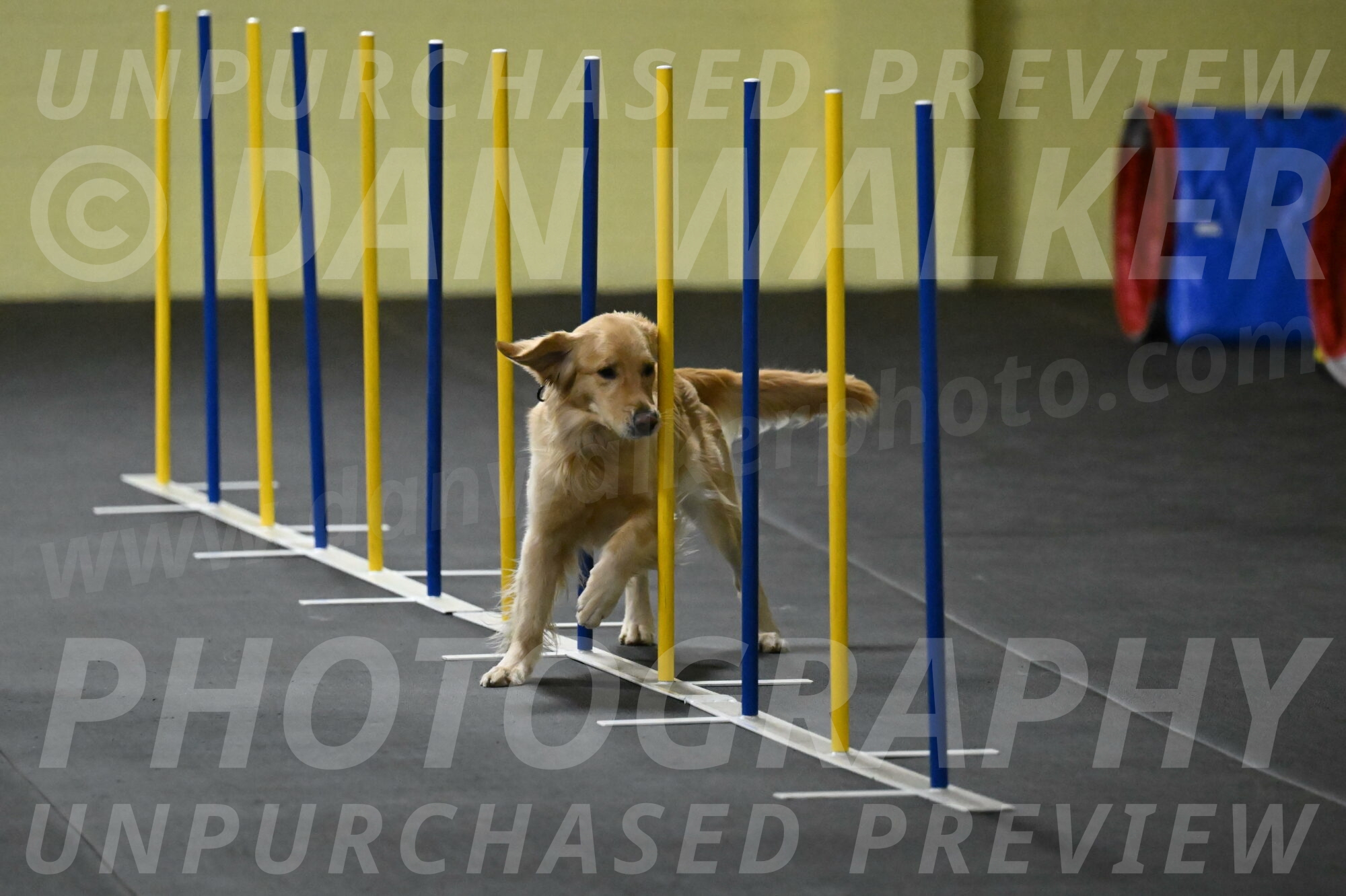 Holli-Likevich-03282