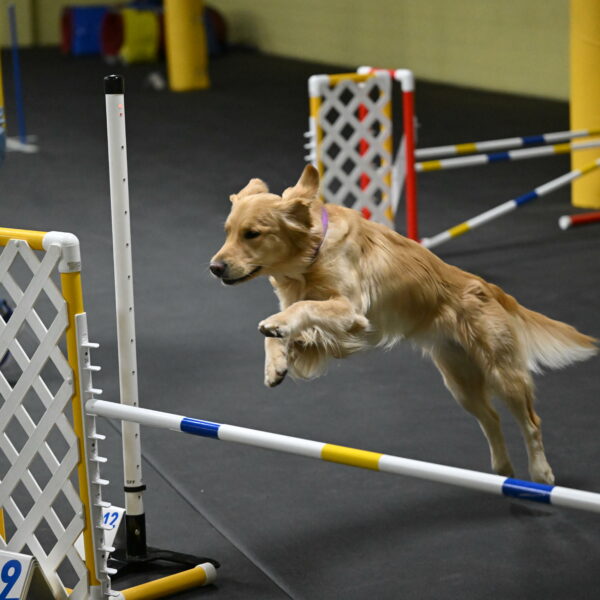 Holli-Likevich-03309