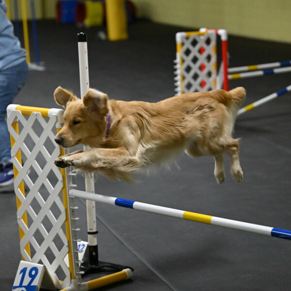 Holli-Likevich-03311