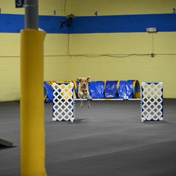 Holli-Likevich-03314