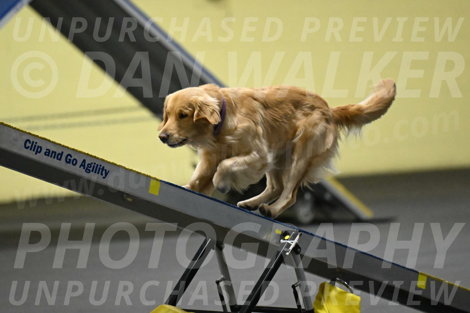 Holli-Likevich-03318