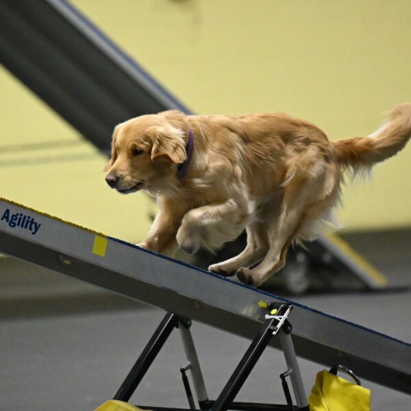 Holli-Likevich-03318