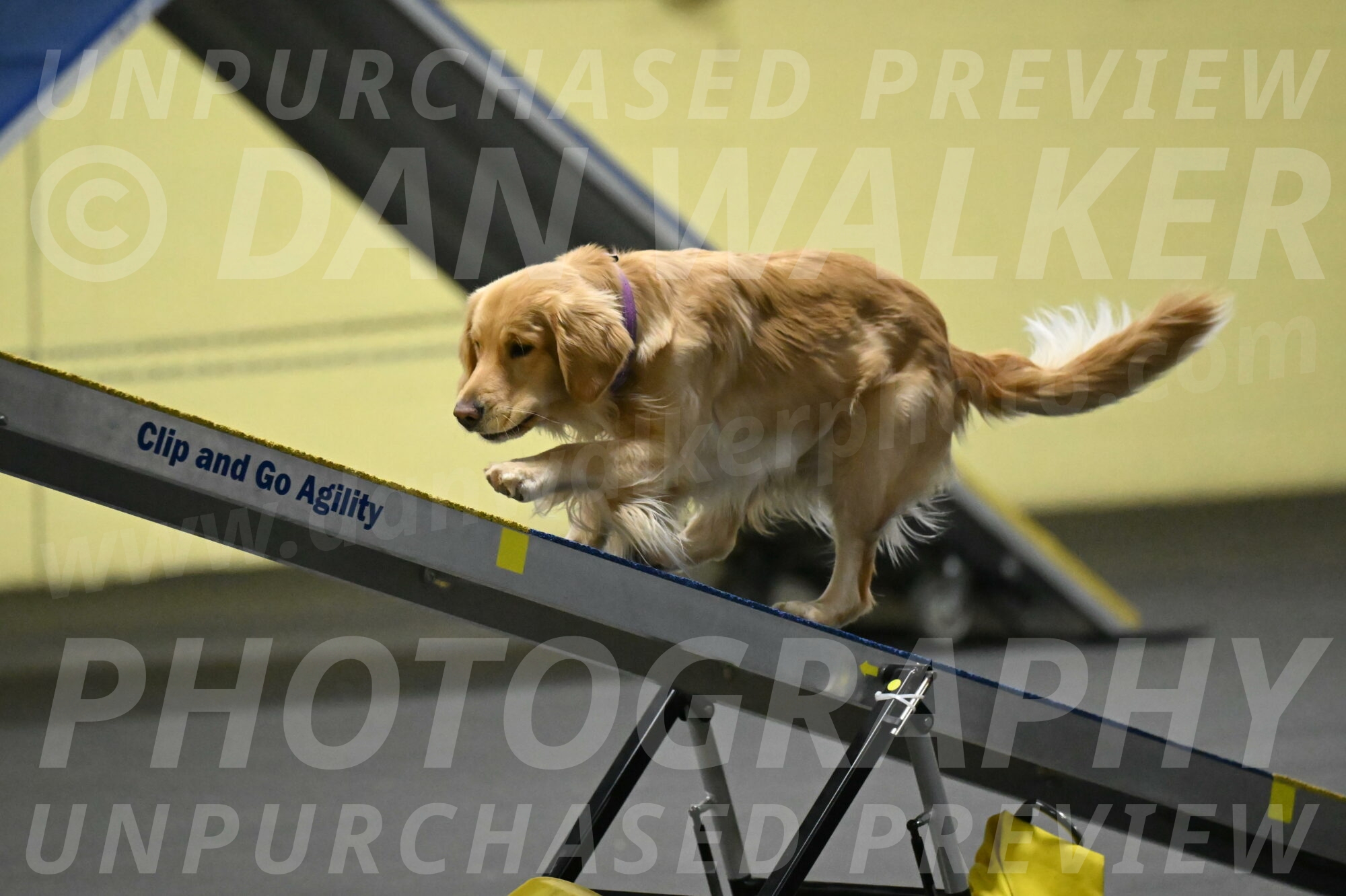 Holli-Likevich-03319