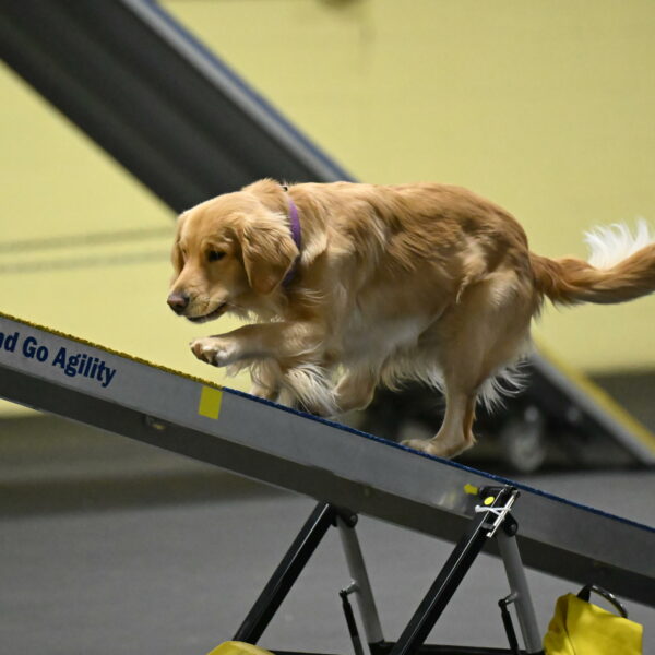 Holli-Likevich-03319