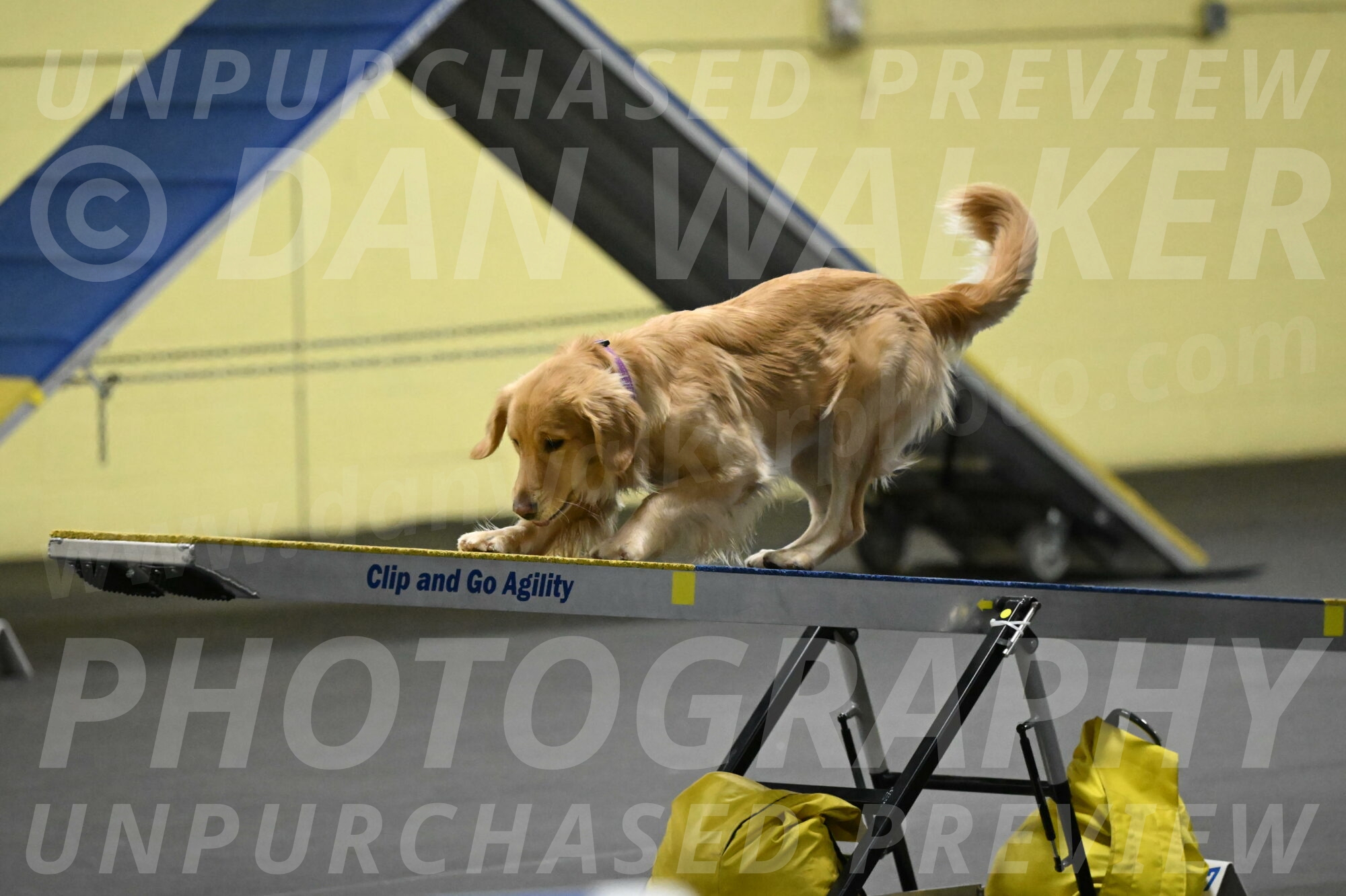 Holli-Likevich-03322