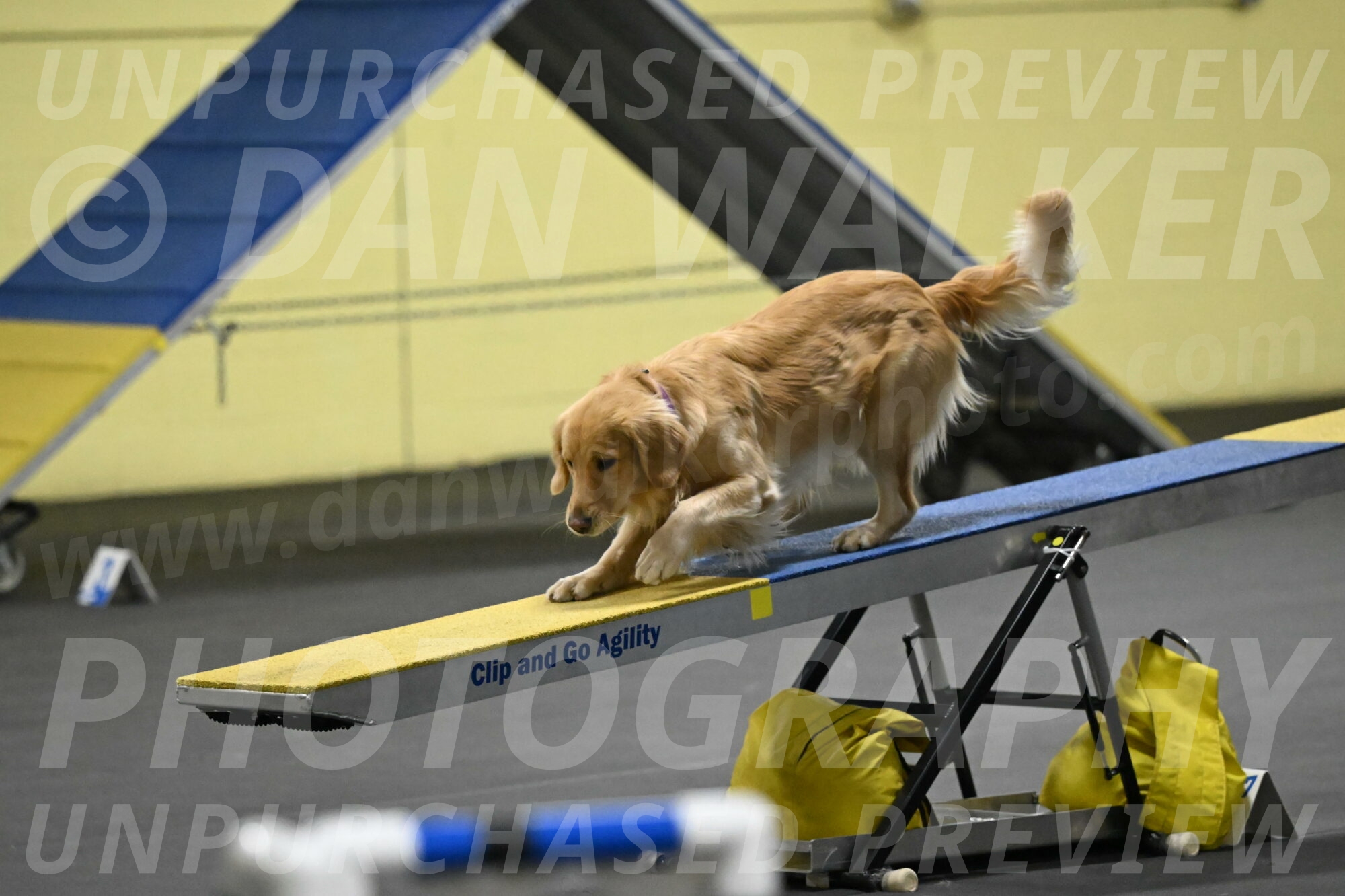 Holli-Likevich-03323