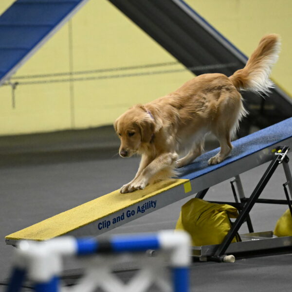 Holli-Likevich-03324