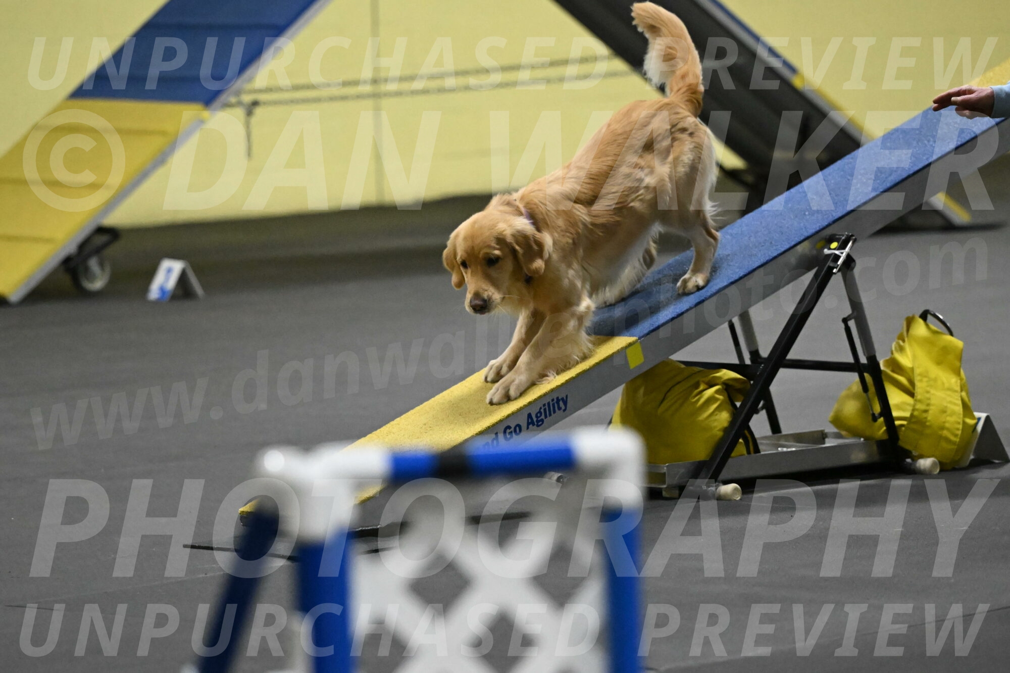 Holli-Likevich-03326