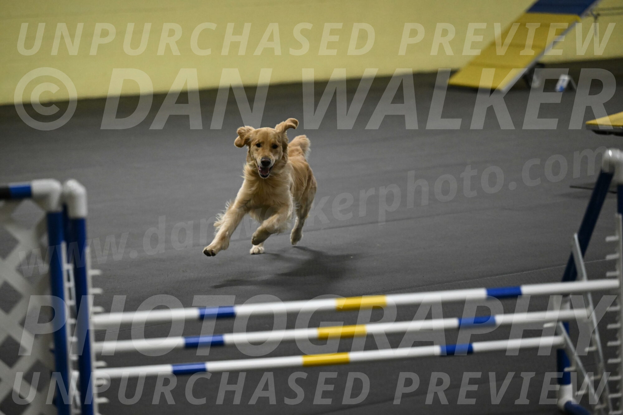 Holli-Likevich-03329