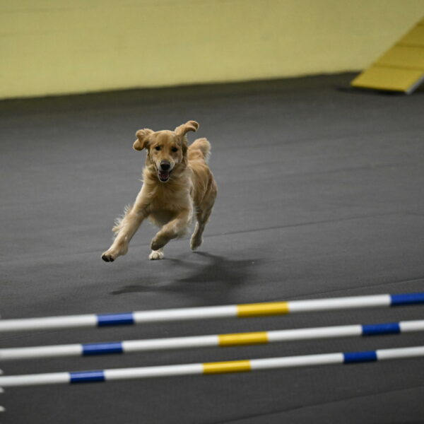 Holli-Likevich-03329