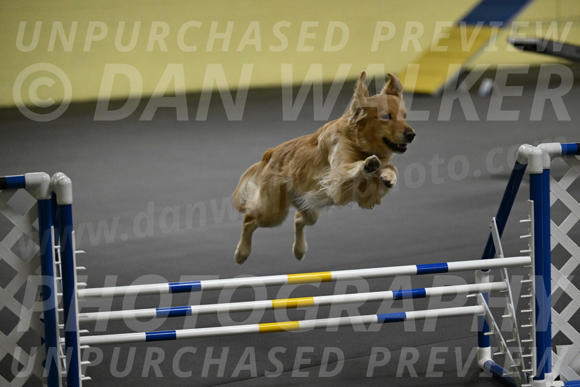 Holli-Likevich-03335