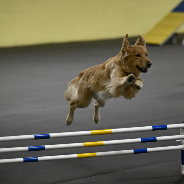 Holli-Likevich-03335