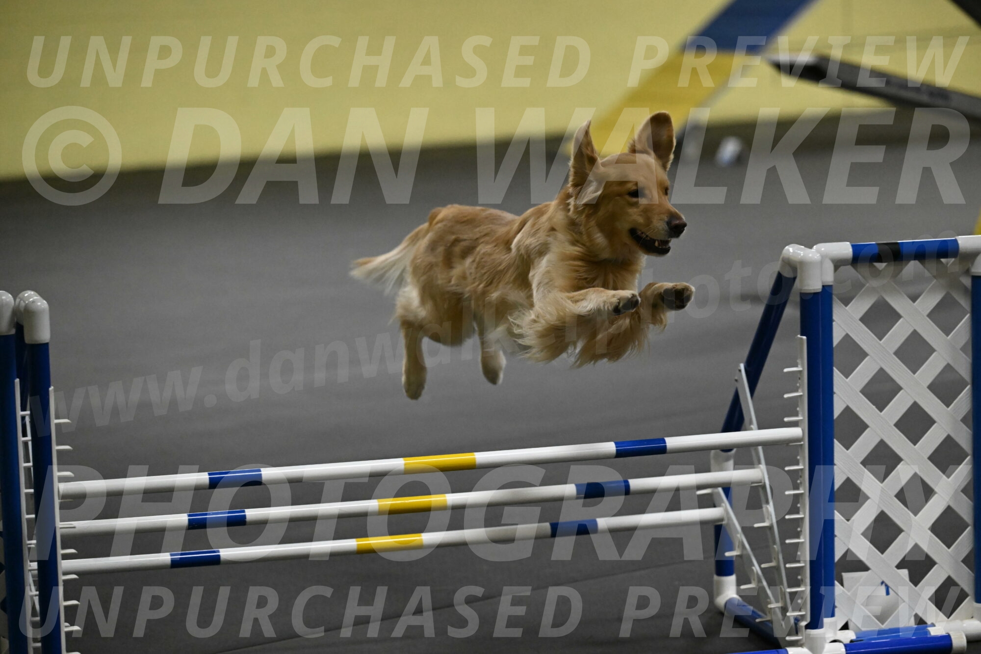 Holli-Likevich-03336