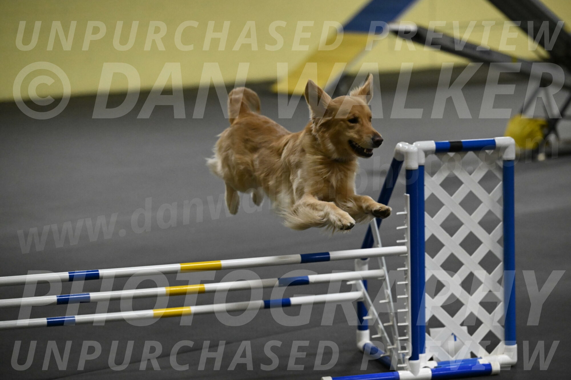 Holli-Likevich-03337