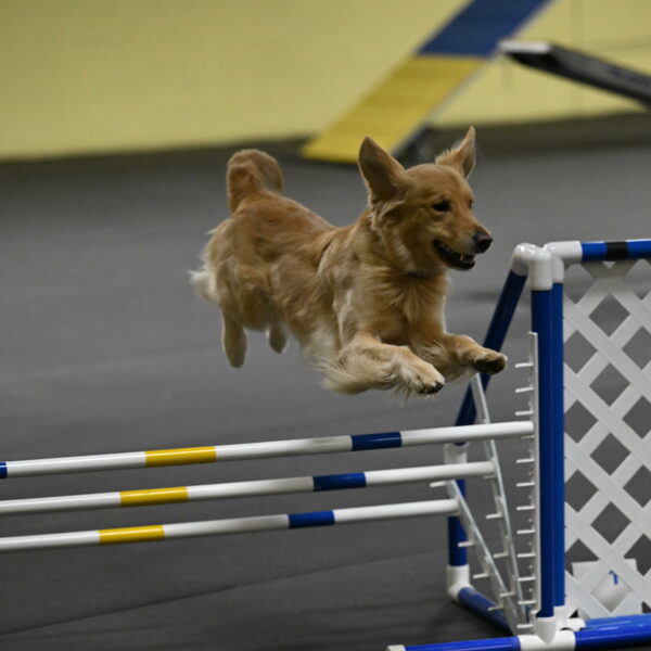 Holli-Likevich-03337