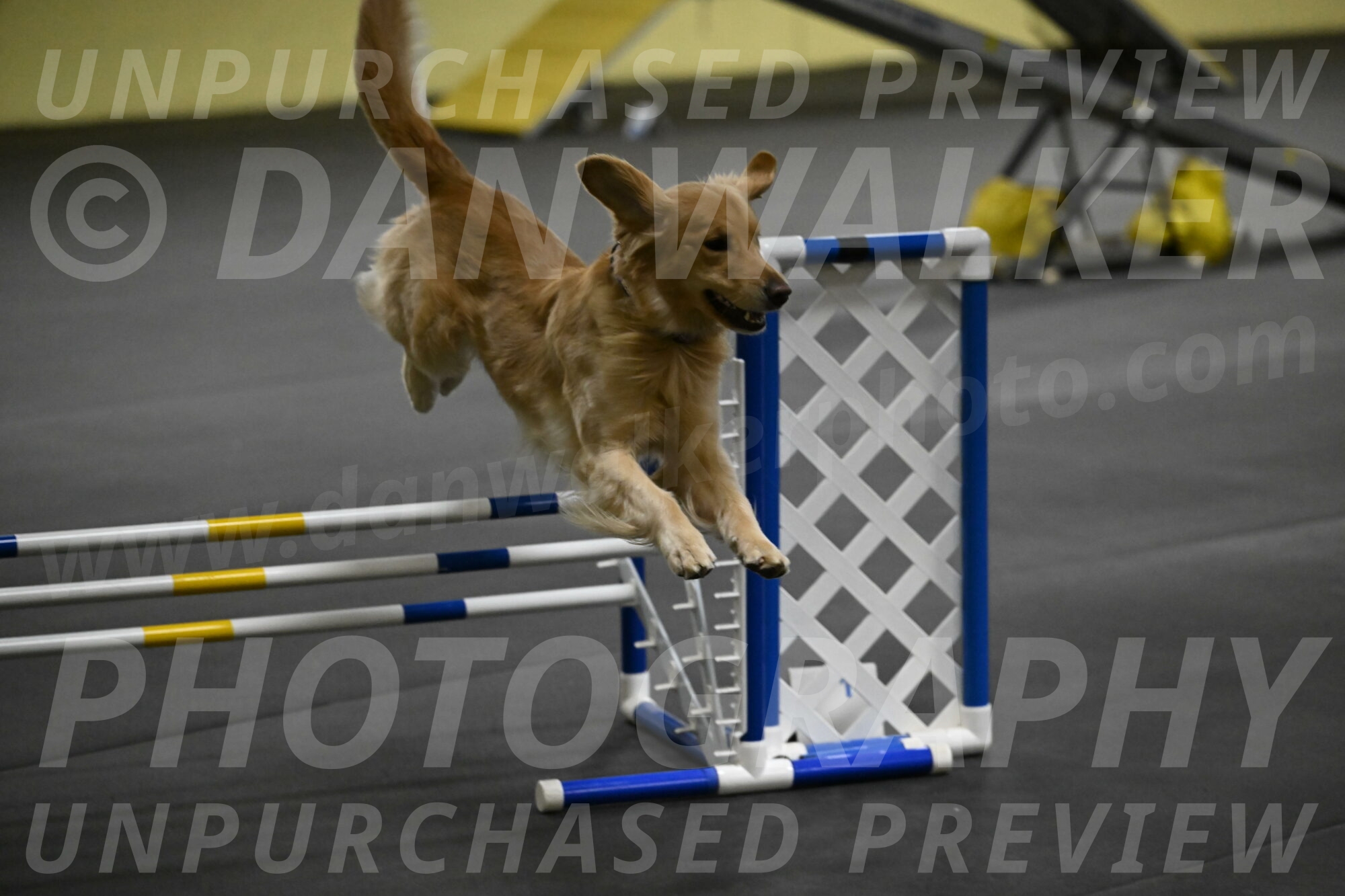 Holli-Likevich-03338