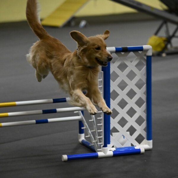 Holli-Likevich-03338