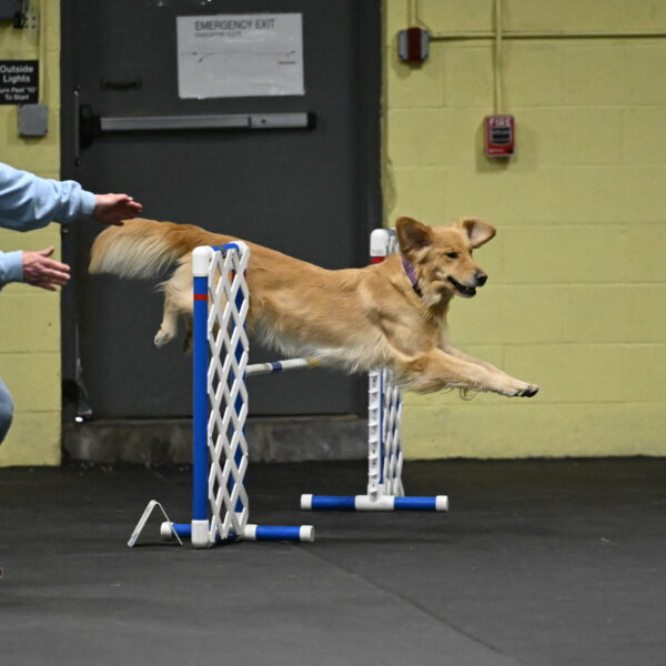 Holli-Likevich-03349