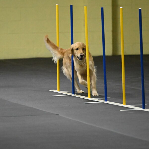 Holli-Likevich-03354