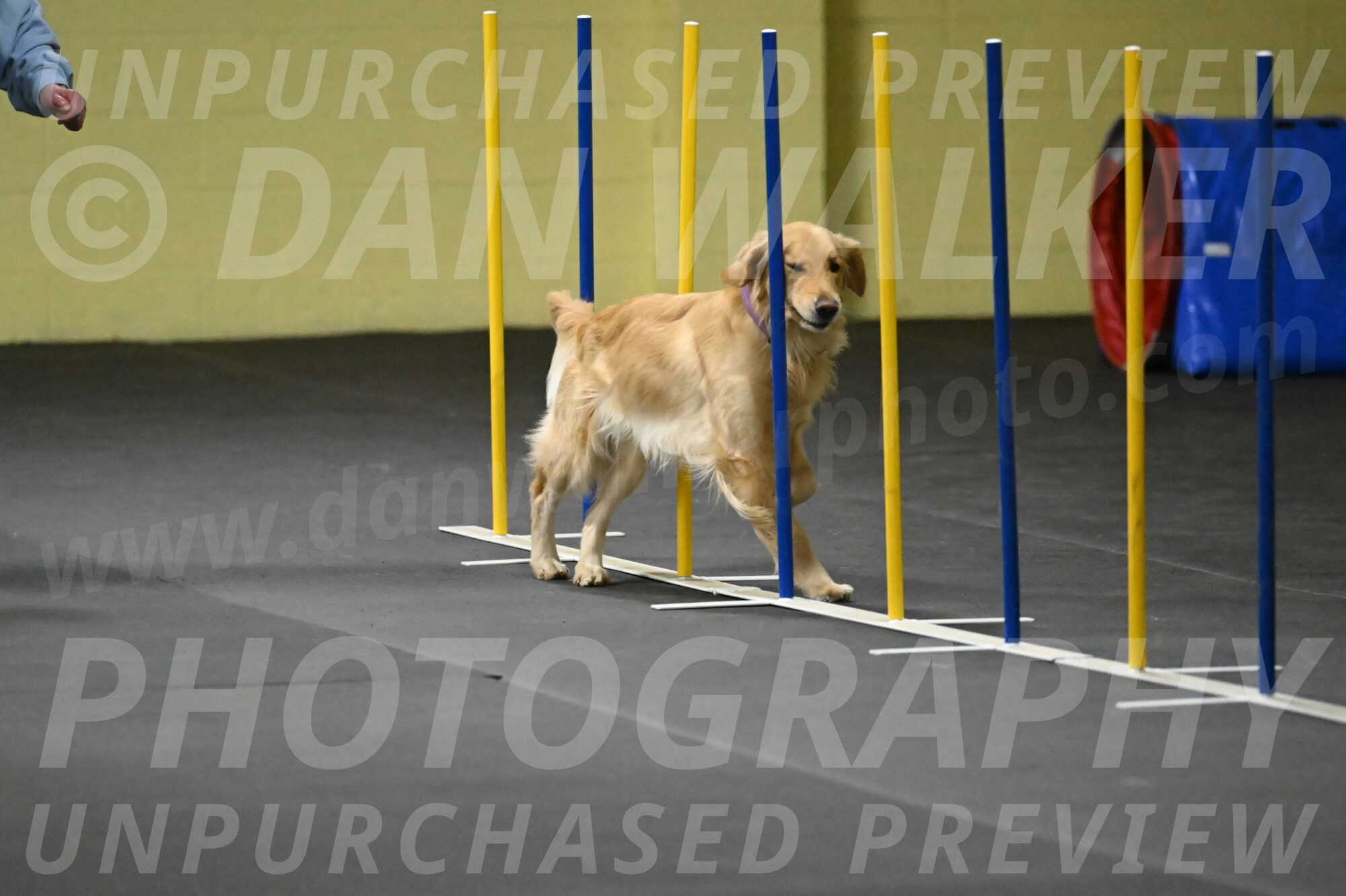 Holli-Likevich-03359