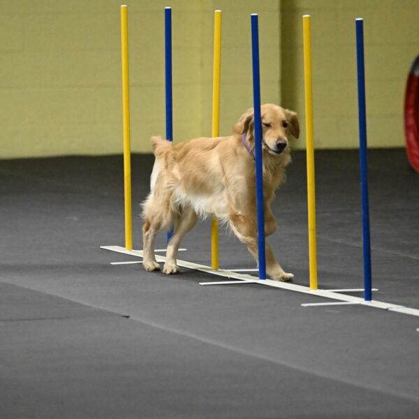 Holli-Likevich-03359