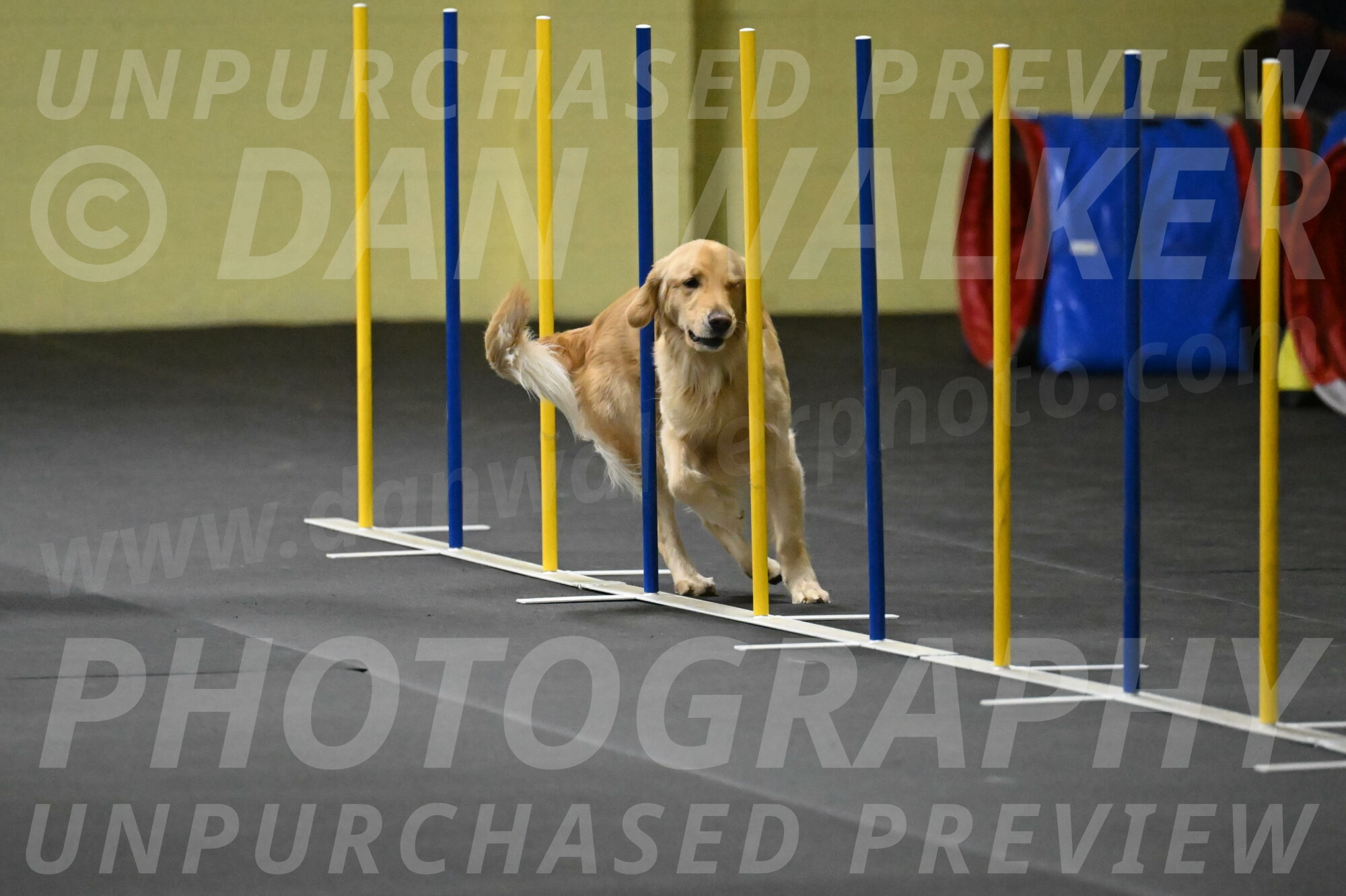 Holli-Likevich-03362