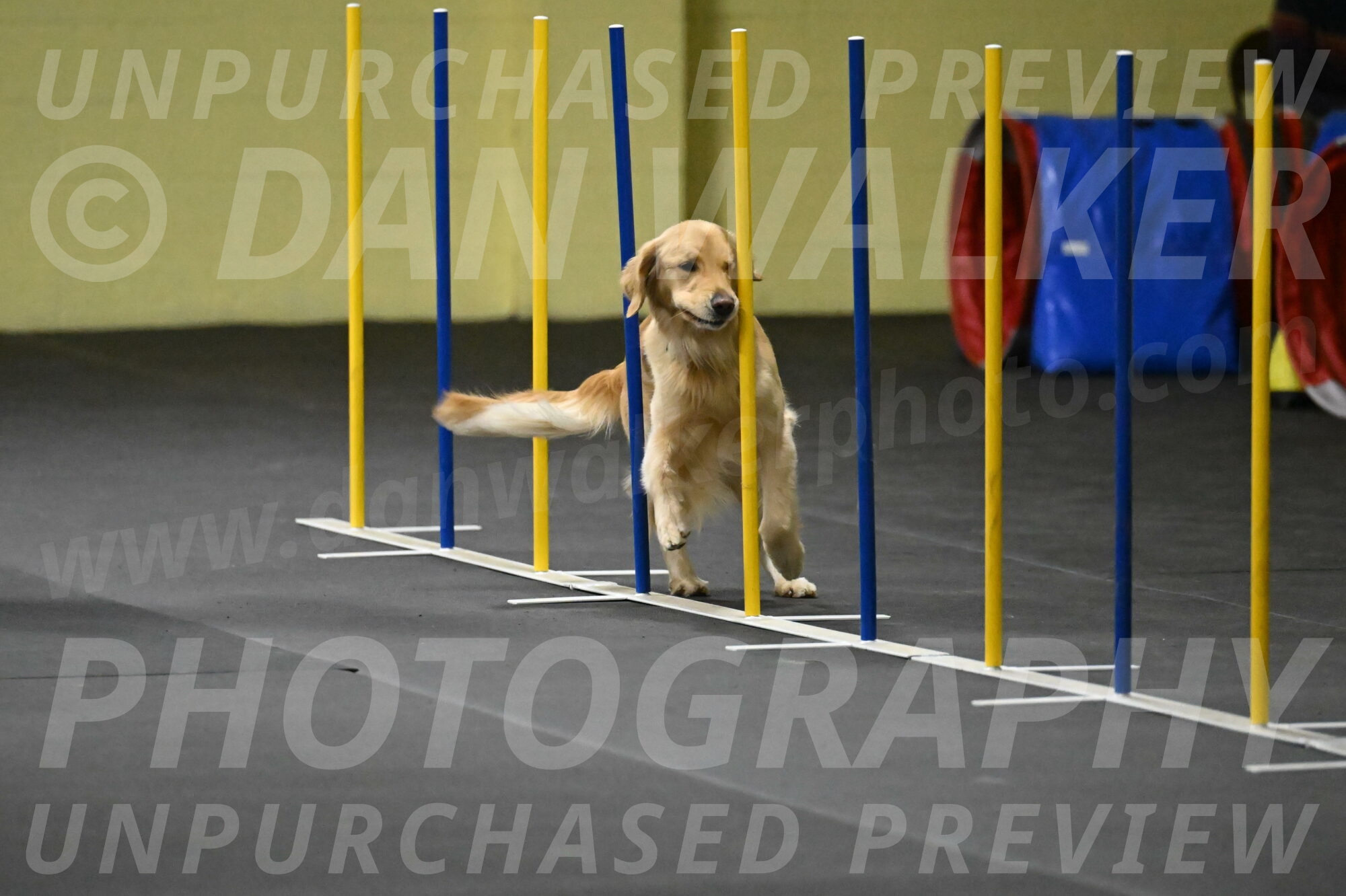 Holli-Likevich-03363