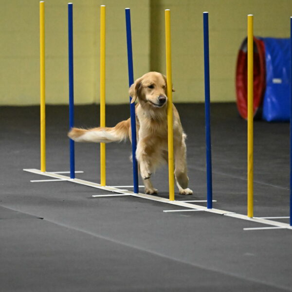 Holli-Likevich-03363