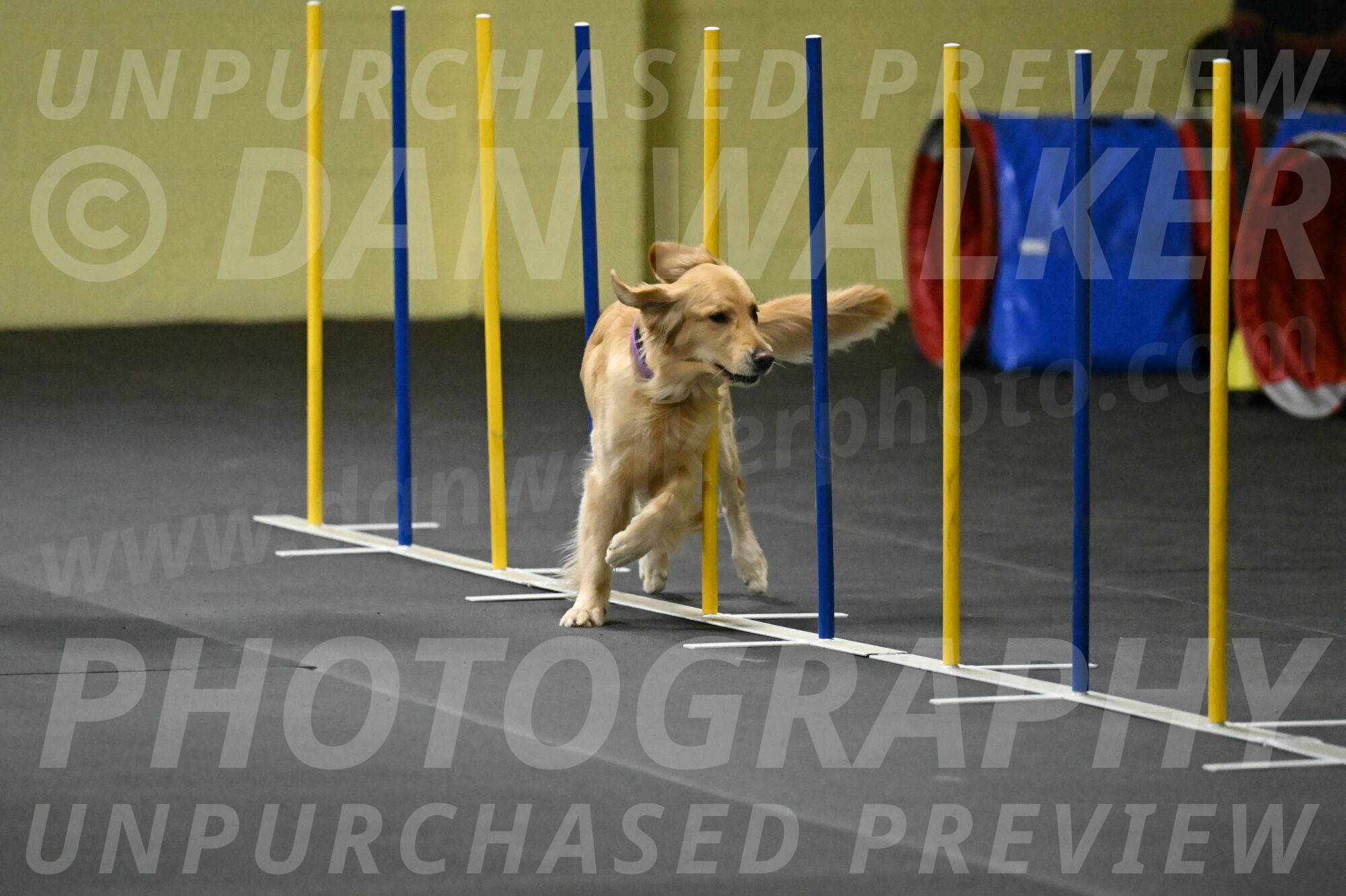 Holli-Likevich-03365