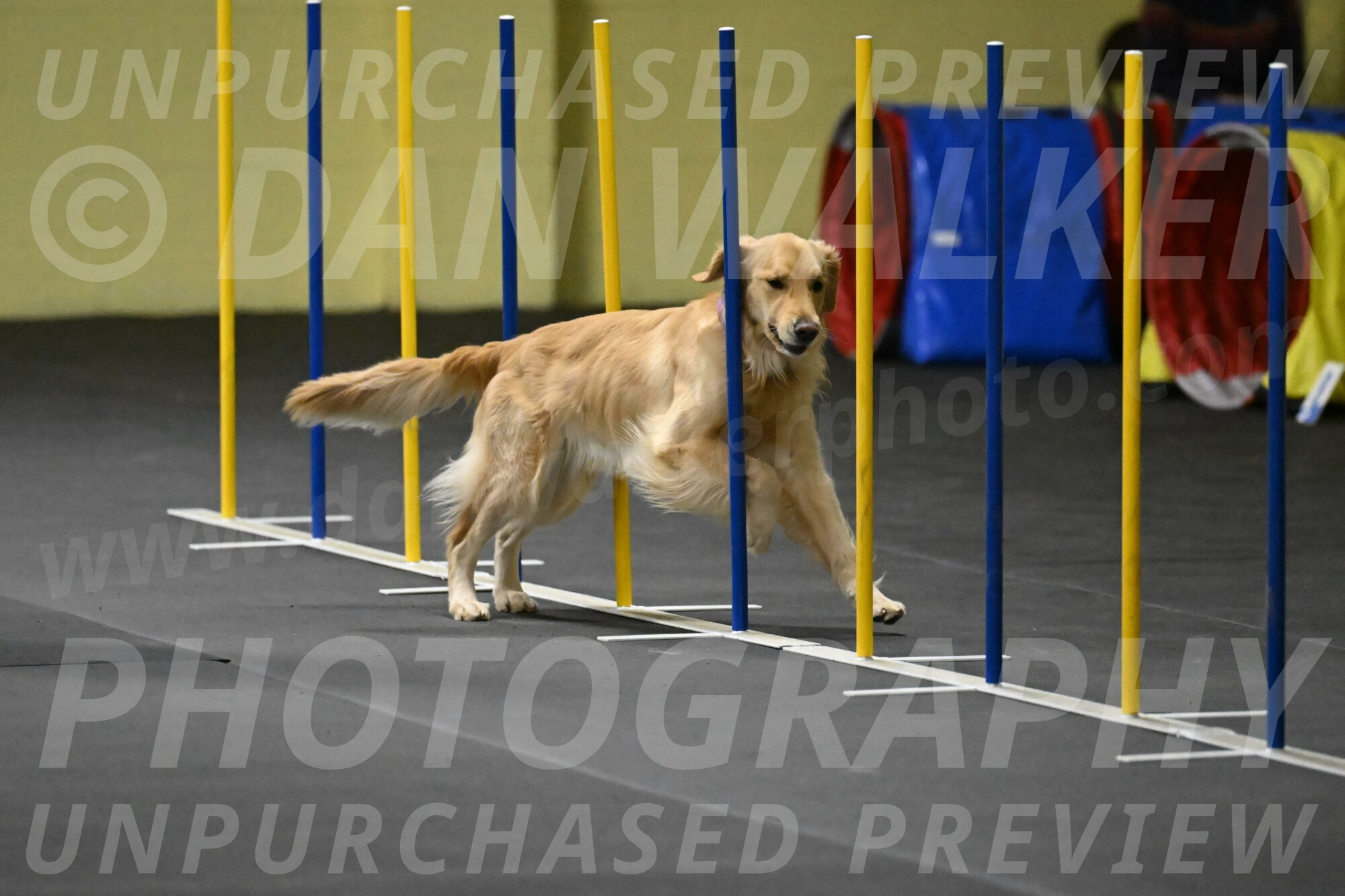 Holli-Likevich-03368