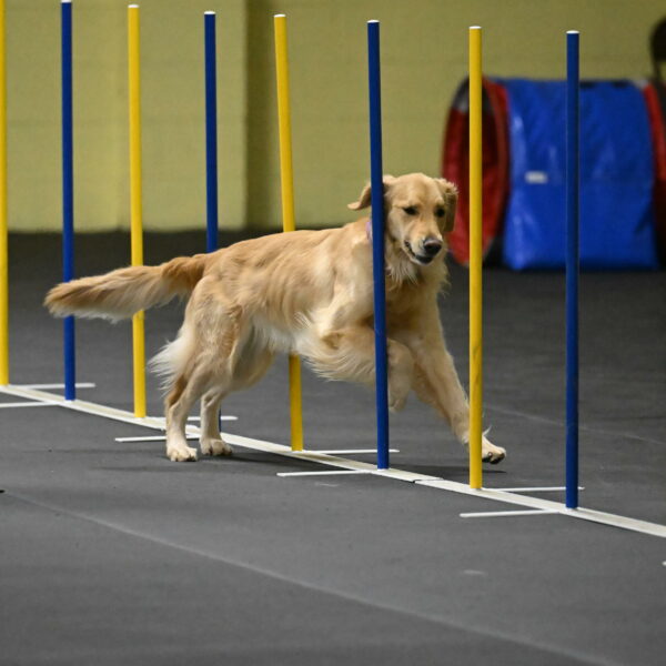 Holli-Likevich-03368