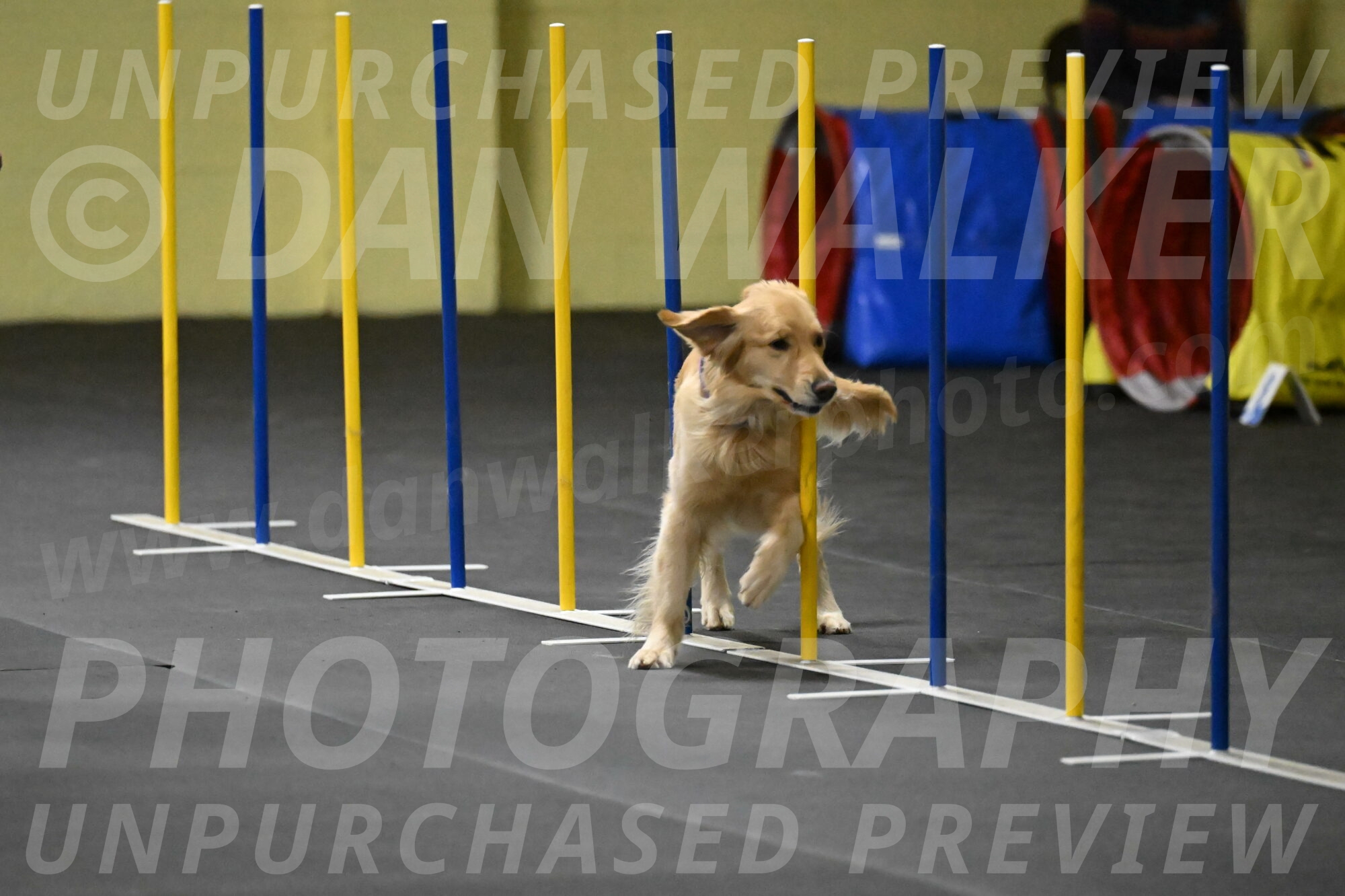 Holli-Likevich-03373