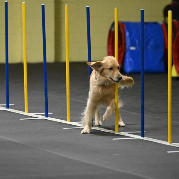 Holli-Likevich-03373