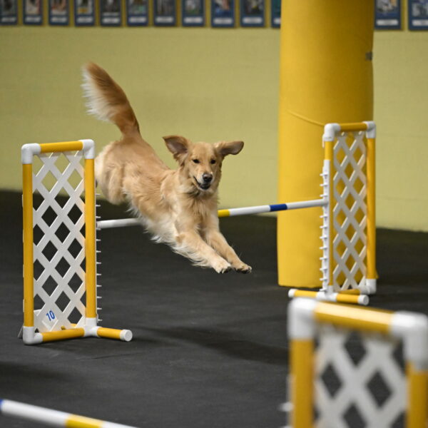 Holli-Likevich-03391