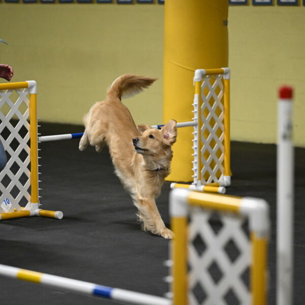 Holli-Likevich-03393