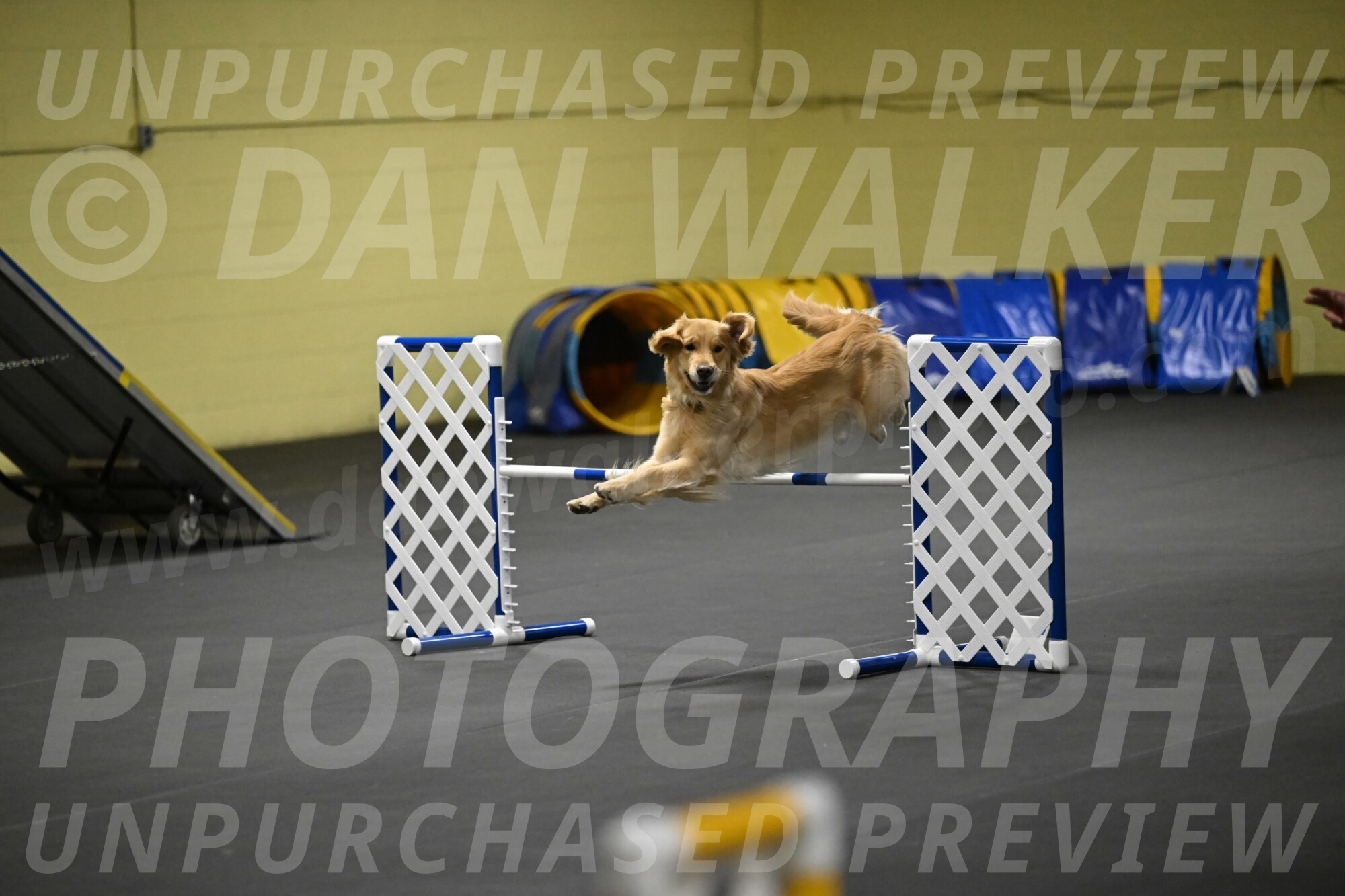 Holli-Likevich-03440