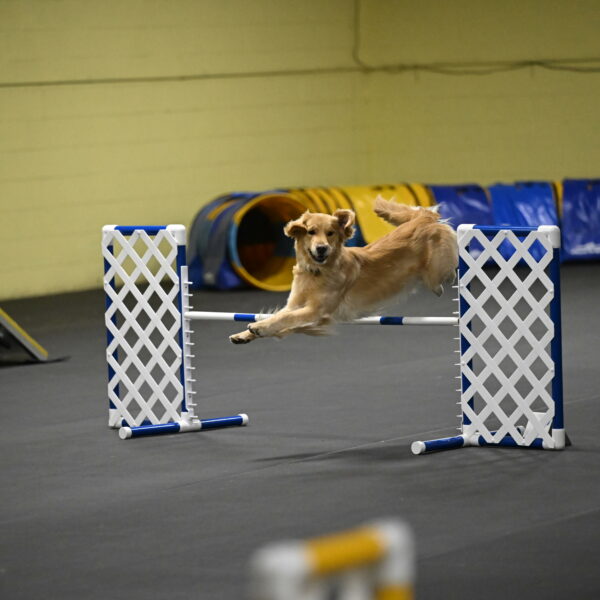 Holli-Likevich-03440