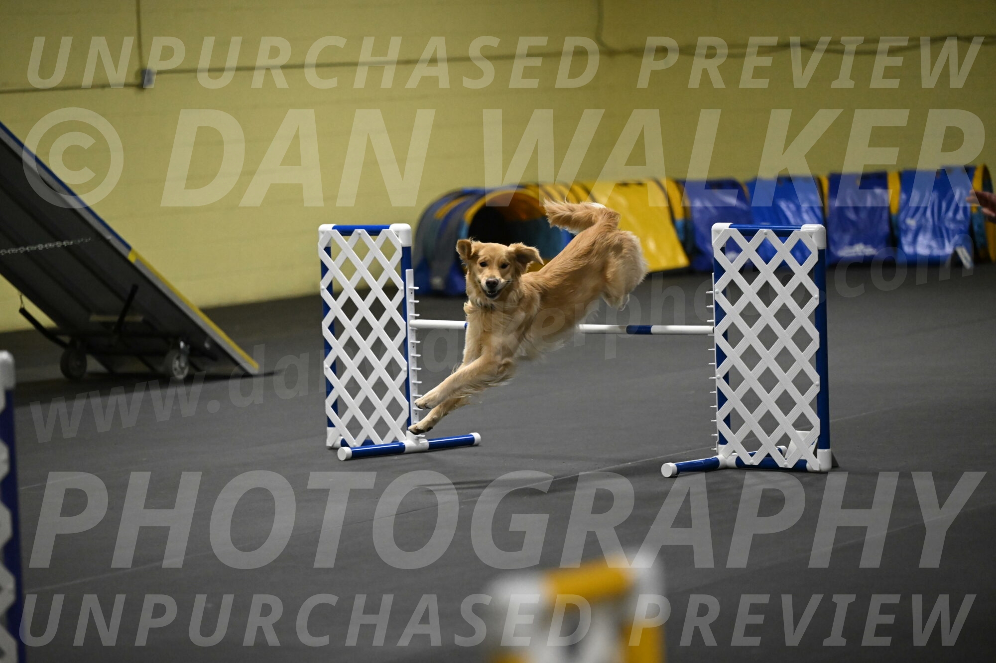 Holli-Likevich-03441