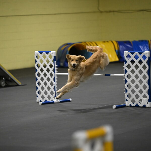 Holli-Likevich-03441