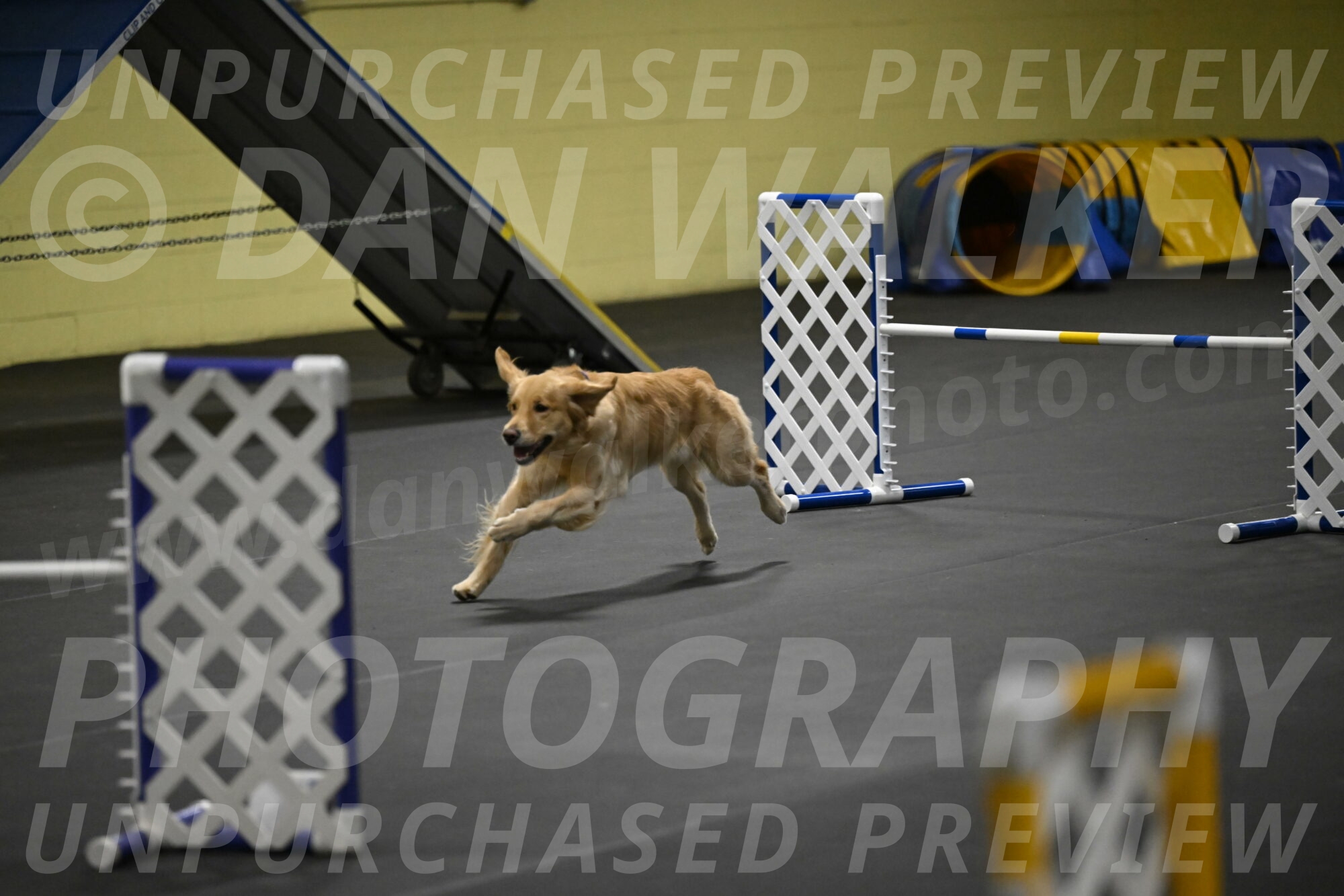 Holli-Likevich-03443