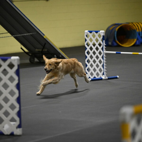 Holli-Likevich-03443