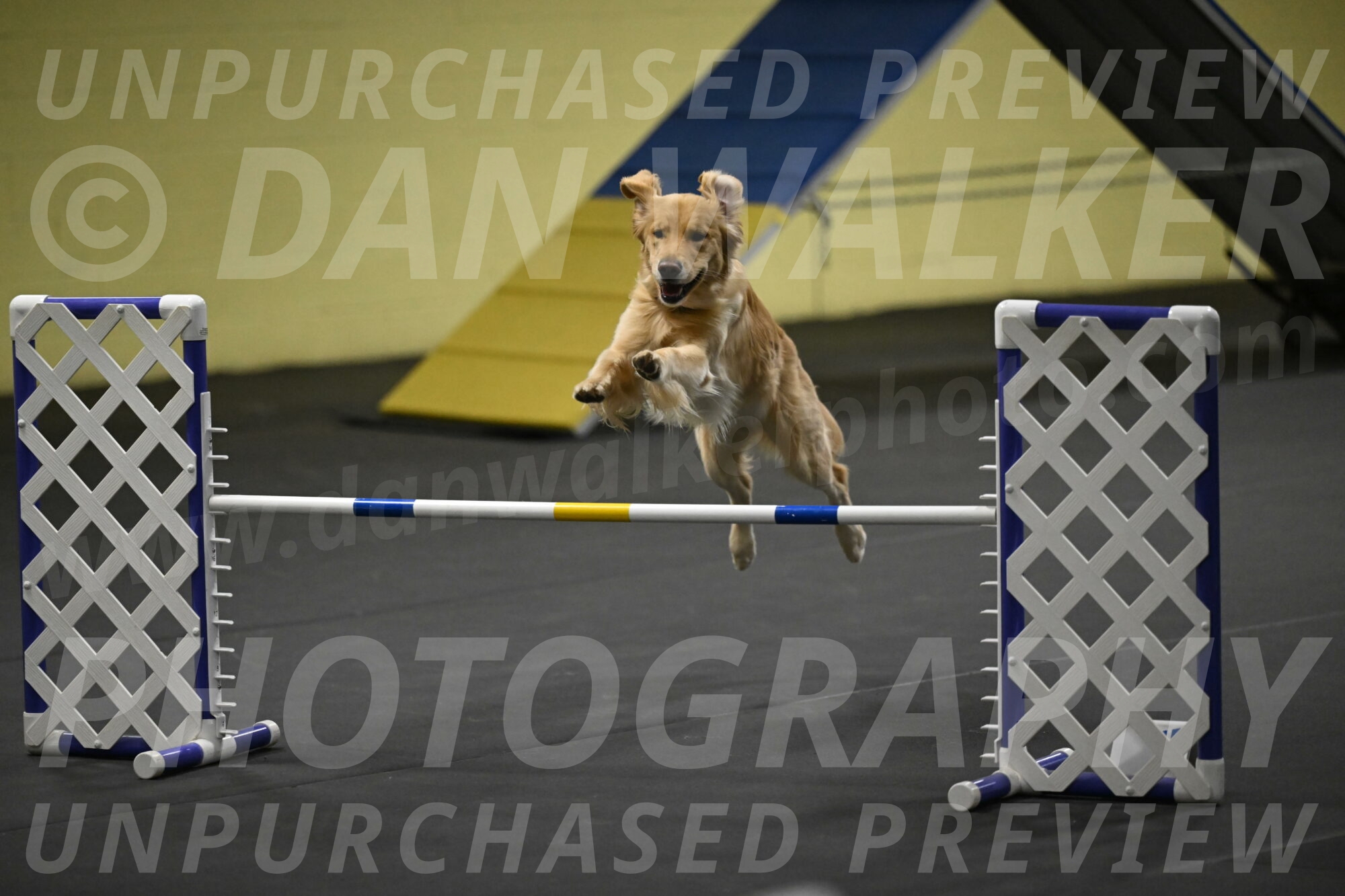 Holli-Likevich-03447